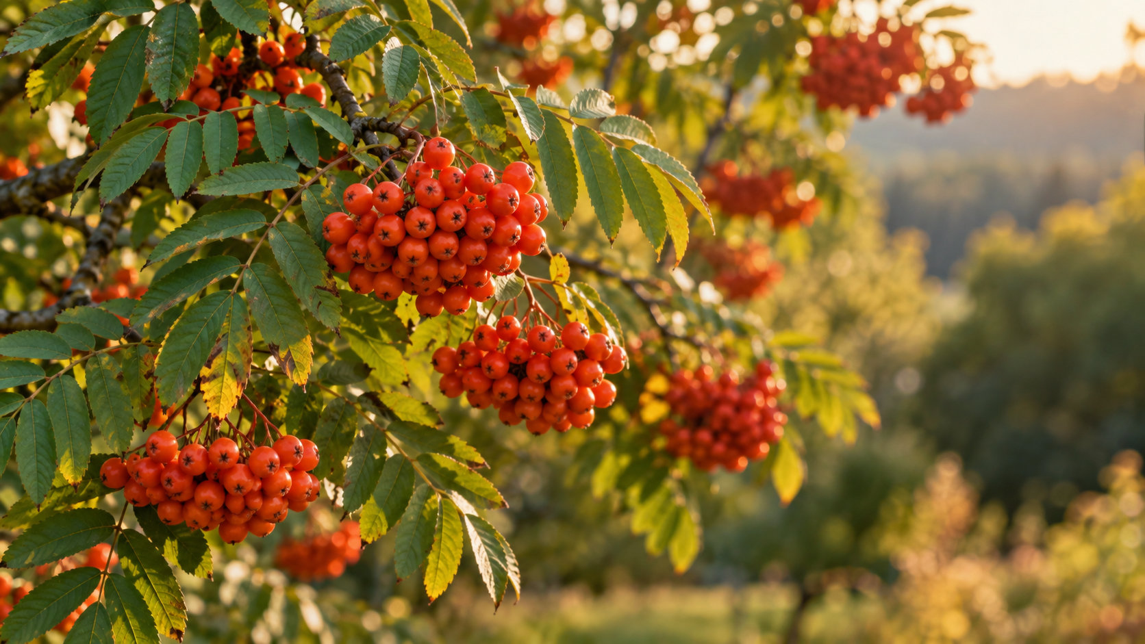 rote Maulbeerbaum Früchte